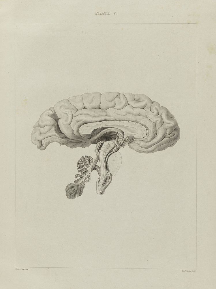A series of engravings intended to illustrate the structure of the brain and spinal chord in man / [Herbert Mayo].