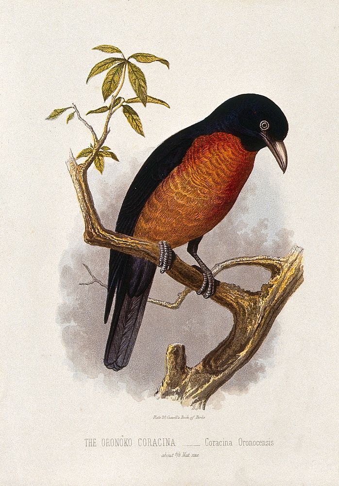 A oronoko coracina bird (Coracina oronocensis). Colour lithograph, ca. 1875.