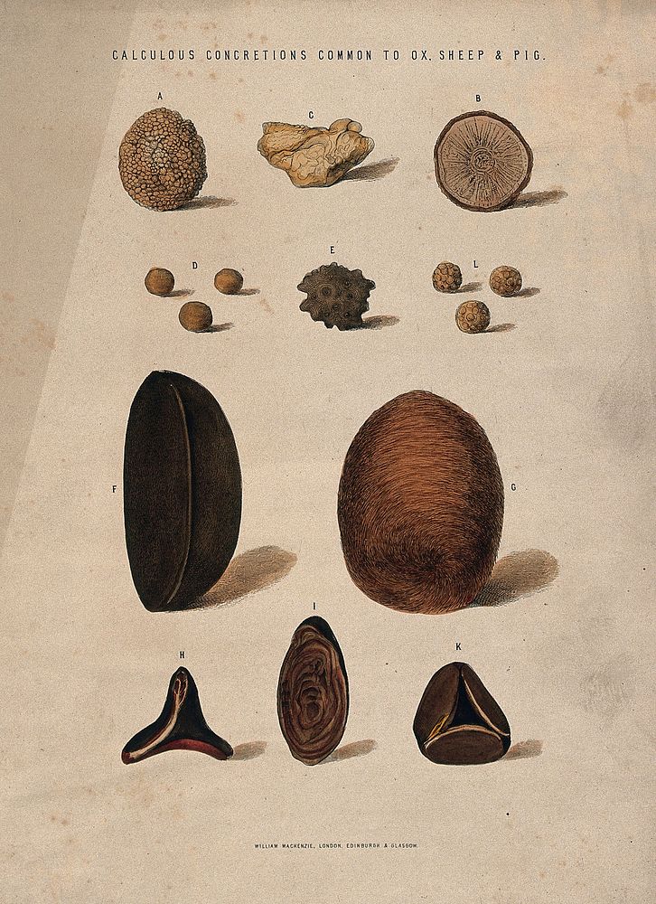 Stones found in oxen, sheep and pigs: eleven figures. Coloured etching, 1840/1860.