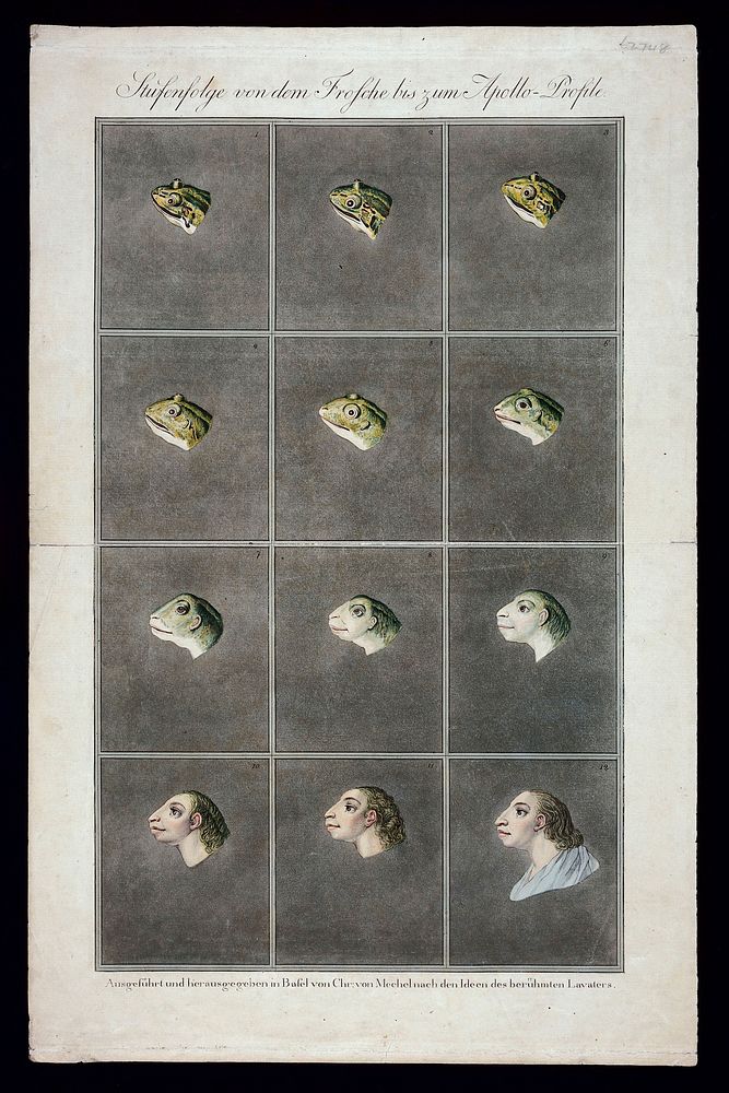 Twelve stages in the sequence from the head of a frog to the head of a primitive man. Coloured etchings by Christian von…