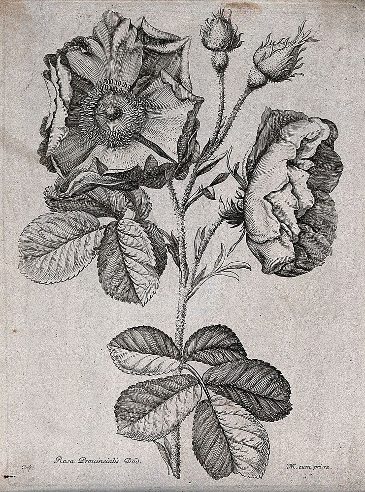 A rose (Rosa species): flowering stem. Etching by N. Robert, c. 1660, after himself.