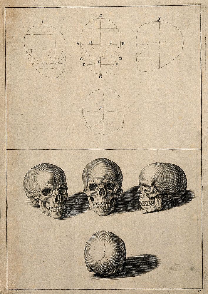 Skulls: above, diagrams demonstrating the proportions of the human skull; below, four views of the skull. Line engraving.