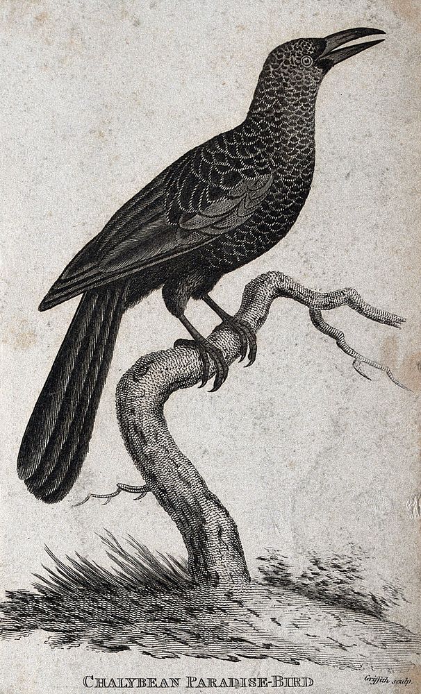 A Chalybean Paradise-Bird sitting on a brabnch of a tree. Etching by M. Griffith.