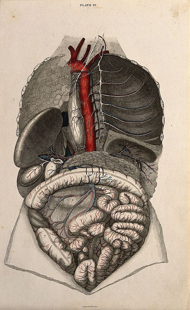 Trachea and lungs: four figures with blood-vessels and nerves indicated in red and blue. Coloured line engraving by W.H.…