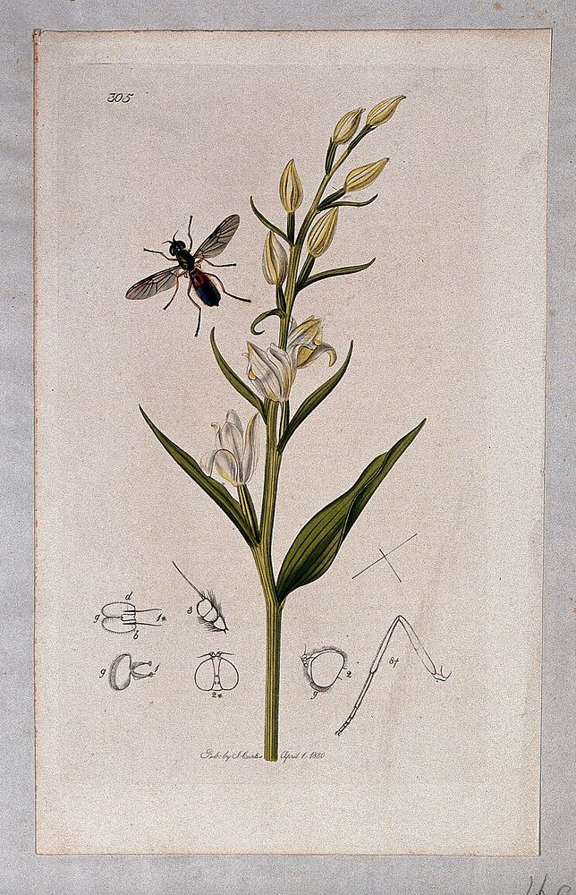 A helleborine plant (Epipactis grandiflora) with an associated insect and its abdominal segments. Coloured etching, c. 1830.