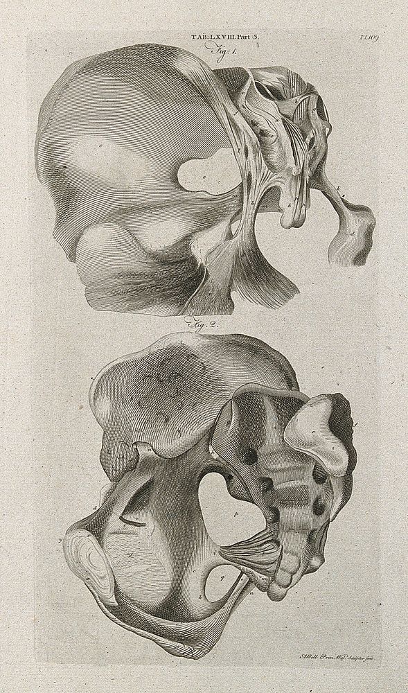 Ligaments attached to the pelvis and sacrum: two views. Line engraving by A. Bell after J. Weitbrecht, 1798.