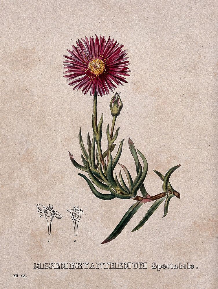A plant (Mesembryanthemum spectabile): flowering stem and floral segments. Coloured lithograph by Burggraaff, c. 1830, after…