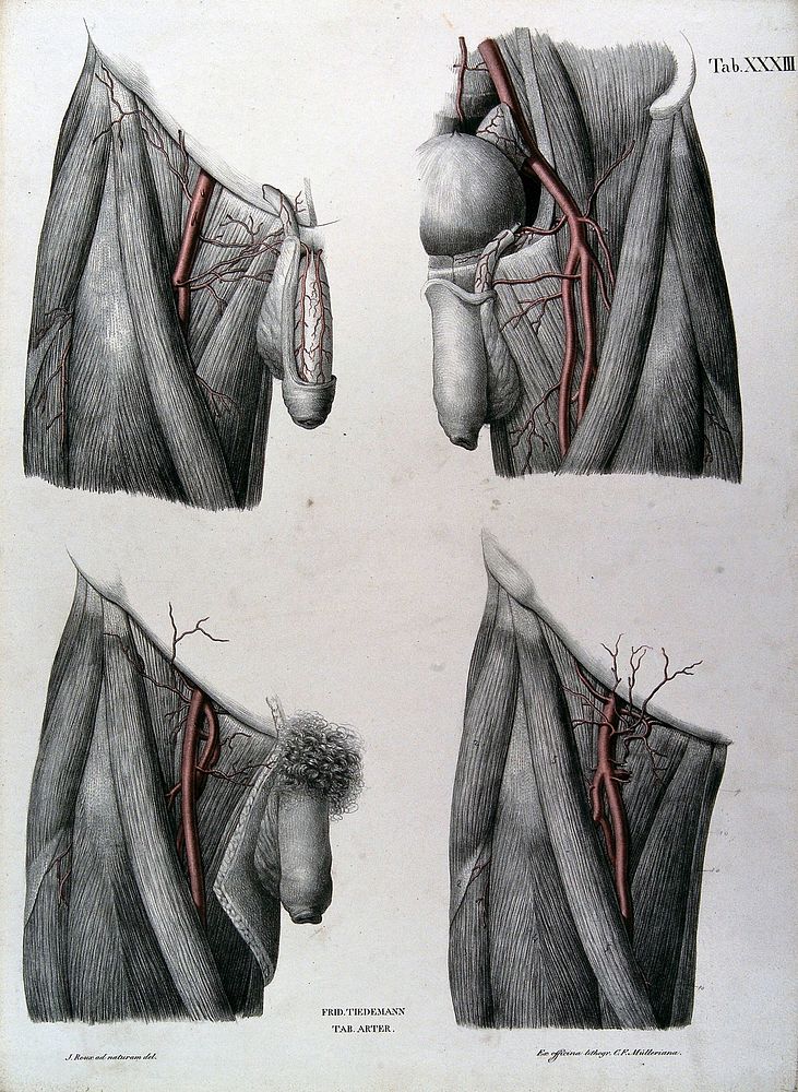 Dissections of the male genitalia and upper thighs: four figures, with the arteries and blood vessels indicated in red.…