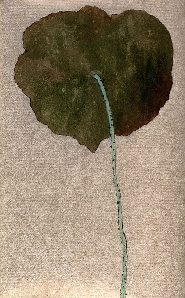Sacred lotus (Nelumbo nucifera): one large leaf with long stalk. Watercolour.