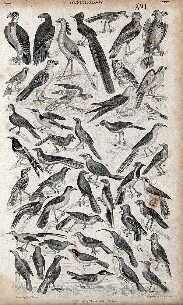 A table with 46 different birds. Engraving by R. Scott after Captain T. Brown.