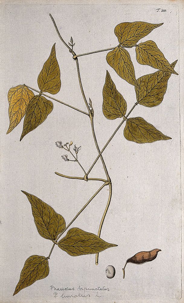Lima bean (Phaseolus lunatus L.): flowering stem with separate fruit and seed. Coloured etching after F.A. von Scheidl, 1770.