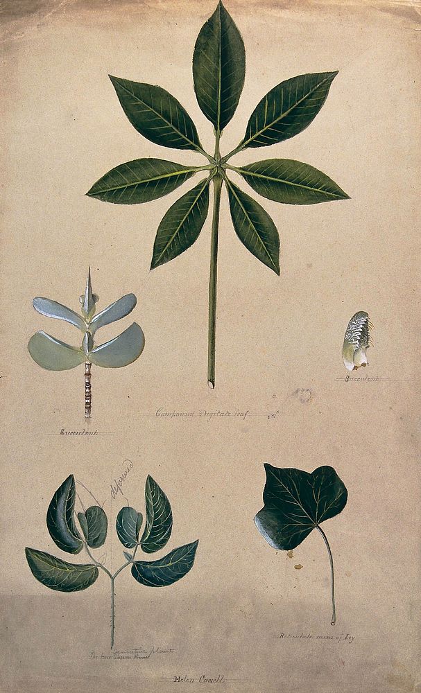 Various leaf forms, including succulent and compound. Watercolour by H. Cowell.