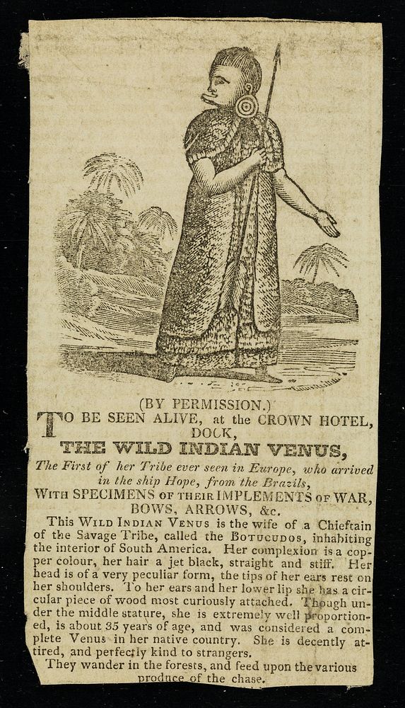 [Undated newspaper cutting (early 19th century) about Dock, the Wild Indian Venus, a Brazilian of the Butucudos tribe with a…