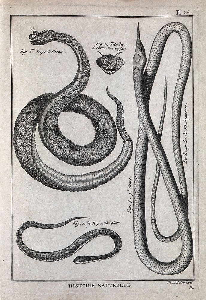 Three snakes: a horned viper; a Madagascan langaha; a grass snake. Engraving, ca. 1778.
