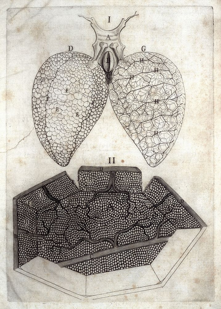 De pulmonibus observationes anatomicae.