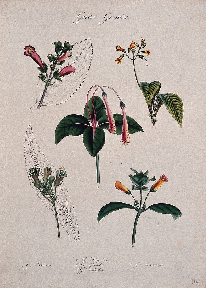 Five tropical flowering plants, all species of the genus Gesneria. Coloured lithograph.