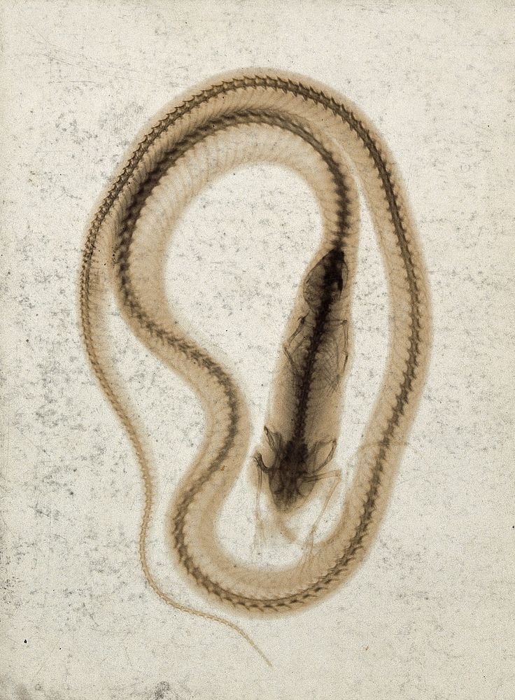 A snake in the process of swallowing a small mammal, probably a mouse, viewed through x-ray. Photoprint from radiograph…