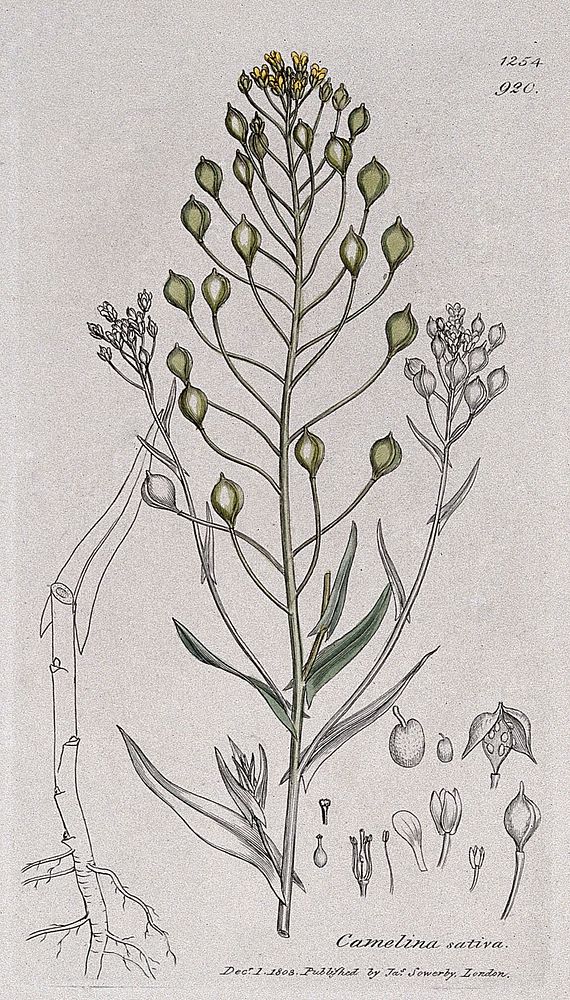 Gold-of-pleasure or false flax (Camelina sativa): flowering stem and floral segments. Coloured engraving after J. Sowerby…