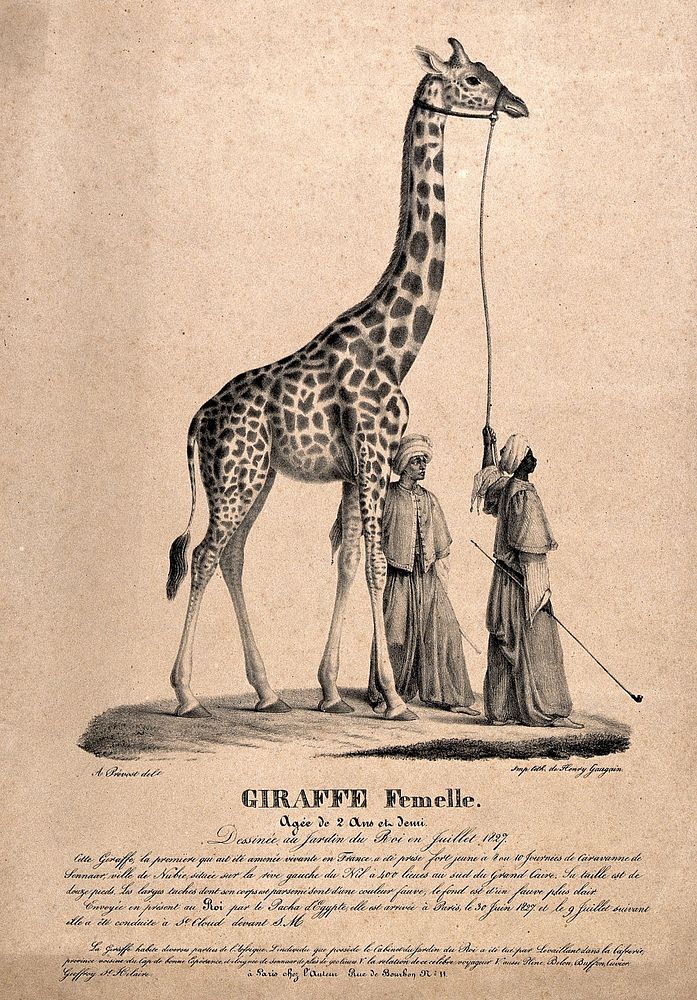 A female giraffe is led by two men in oriental dress. Lithograph after A. Prévost.