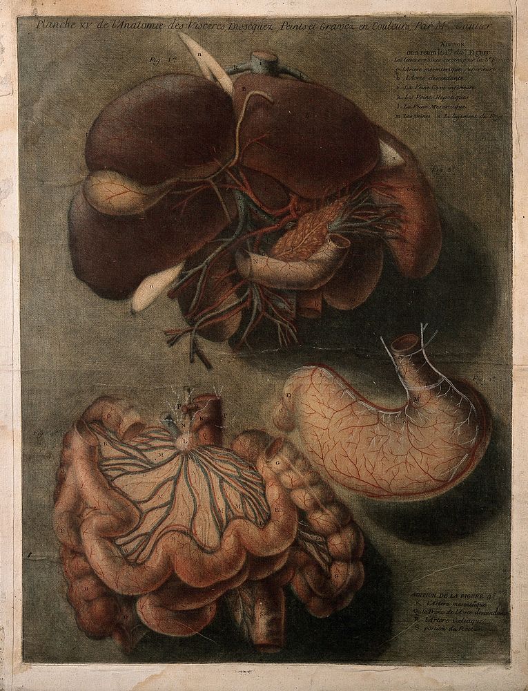 The digestive system: three figures, including dissections of the mesentery, intestines and related arteries and blood…