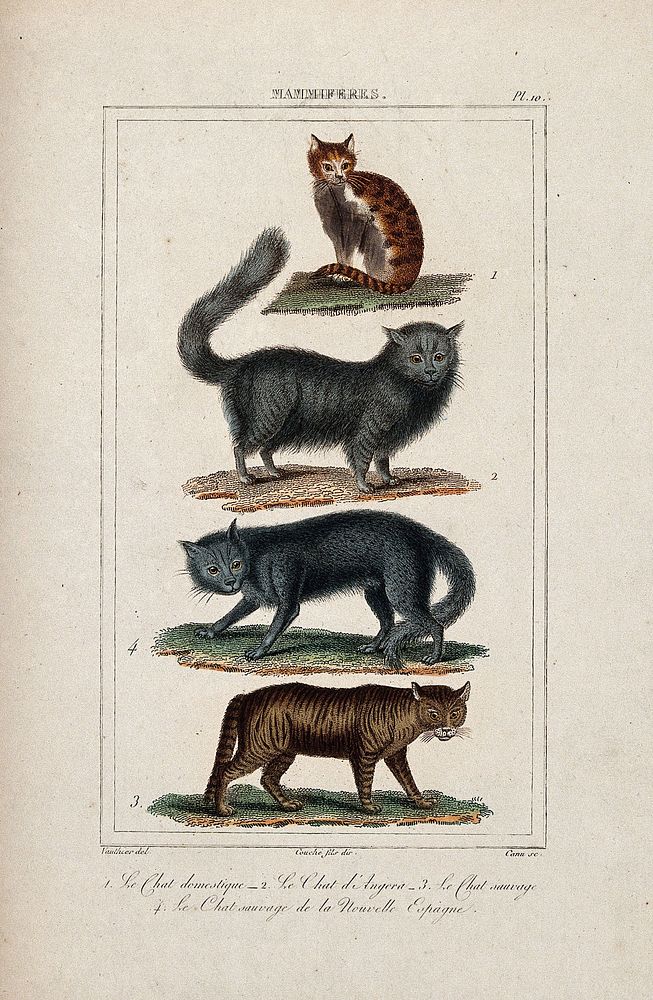 Four different species of cats, including the angora cat and the domestic cat. Coloured etching by J. D. E. Canu and L. F.…