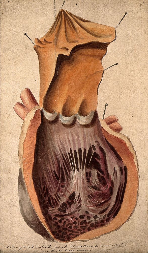 Dissected heart: section of the left ventricle. Watercolour, 18--.