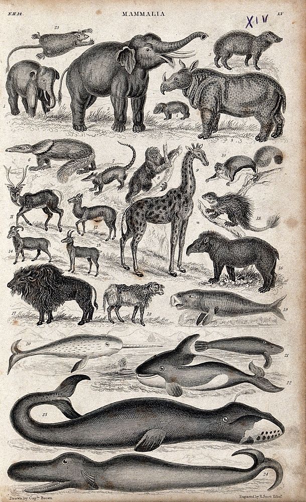 A table with 25 different mammals. Engraving by R. Scott after Captain T. Brown.