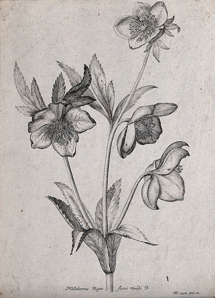 A Christmas rose or black hellebore (Helleborus niger): flowering stem. Etching by N. Robert, c. 1660, after himself.