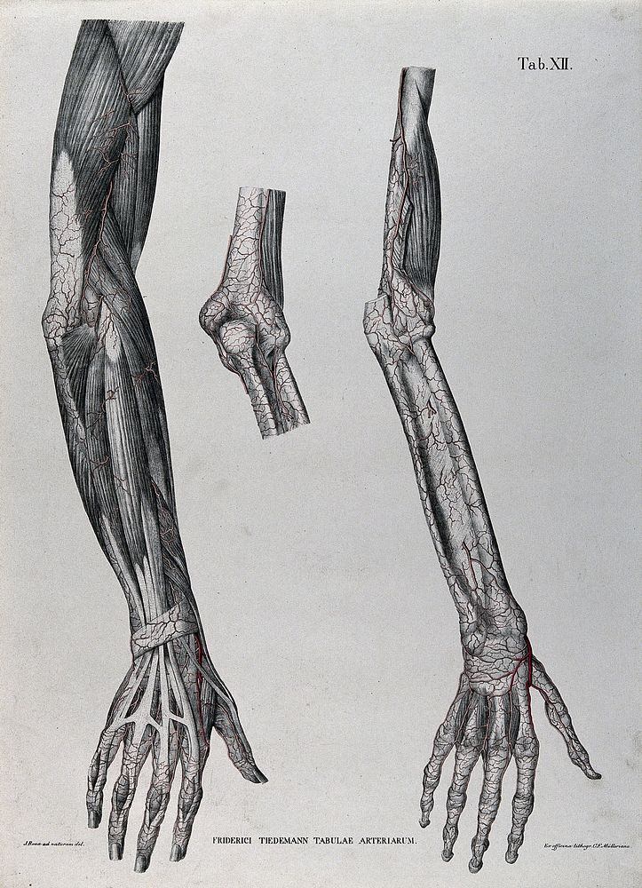 Dissections of the arm, hand and elbow joint; three figures, with the blood vessels indicated in red. Coloured lithograph by…