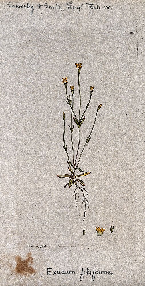 A plant (Exacum filiforme): entire flowering plant and floral segments. Coloured engraving after J. Sowerby, 1795.
