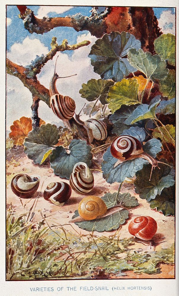 Several varieties of field snail (Helix hortensis). Colour reproduction of a painting by L. F. Muckley.
