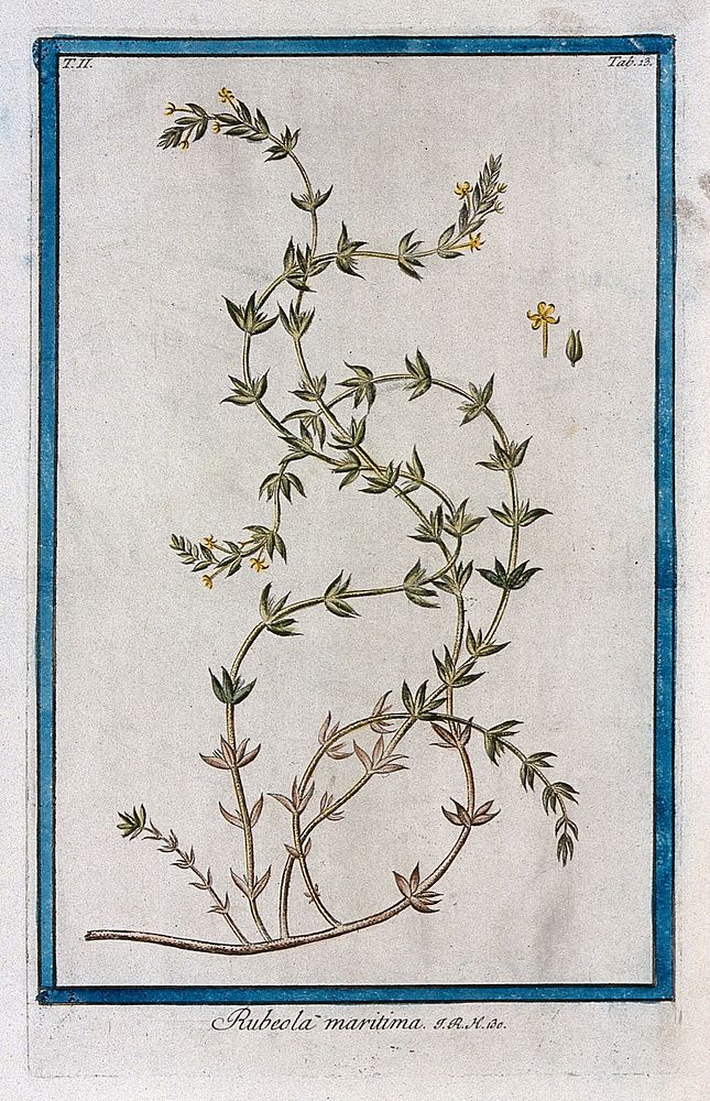 Crucianella maritima L.: flowering stem with separate floral sections. Coloured etching by M. Bouchard, 1774.