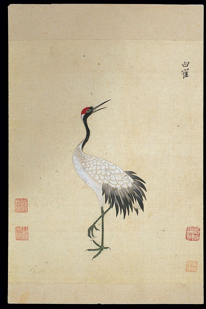 Ming herbal (painting): Siberian white crane