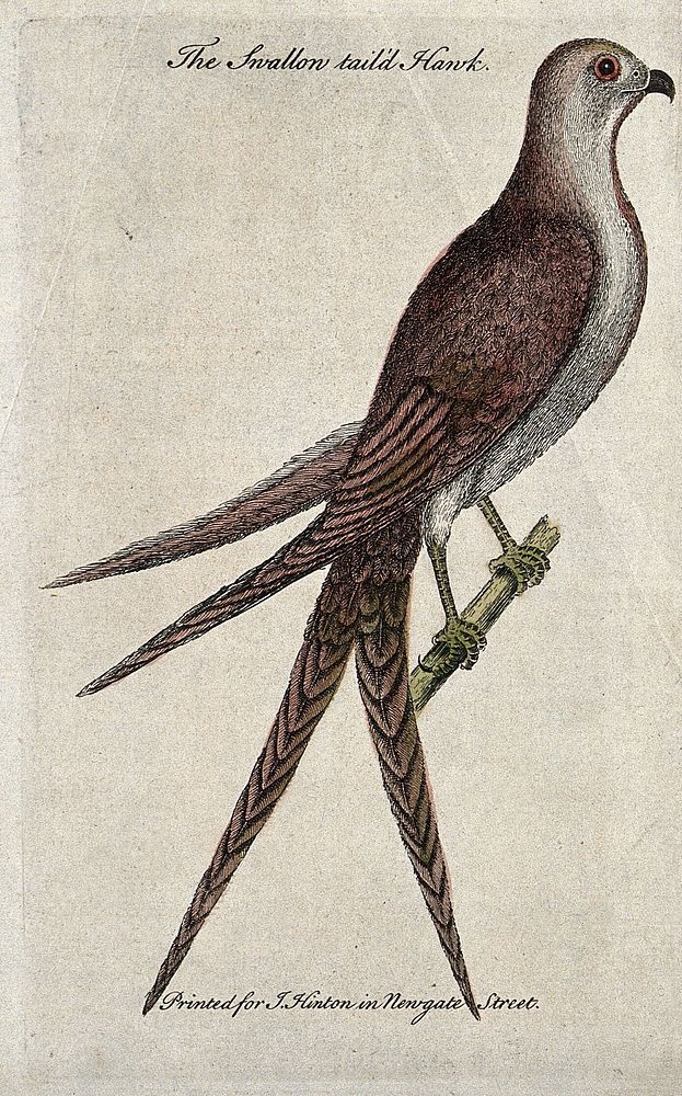 A swallow-tailed hawk sitting on the branch of a tree. Coloured etching.