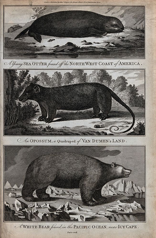 Above, a sea otter; centre, an opossum; below, a white bear. Etching by Taylor.