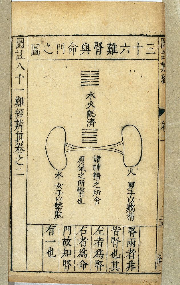Kidney (shen) and Portal of Life (mingmen), Chinese, Ming