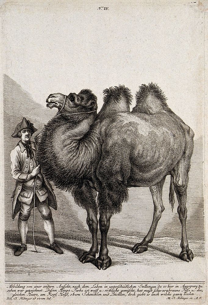 A camel held by a man in European attire. Etching by M. E. Ridinger after J. E. Ridinger.
