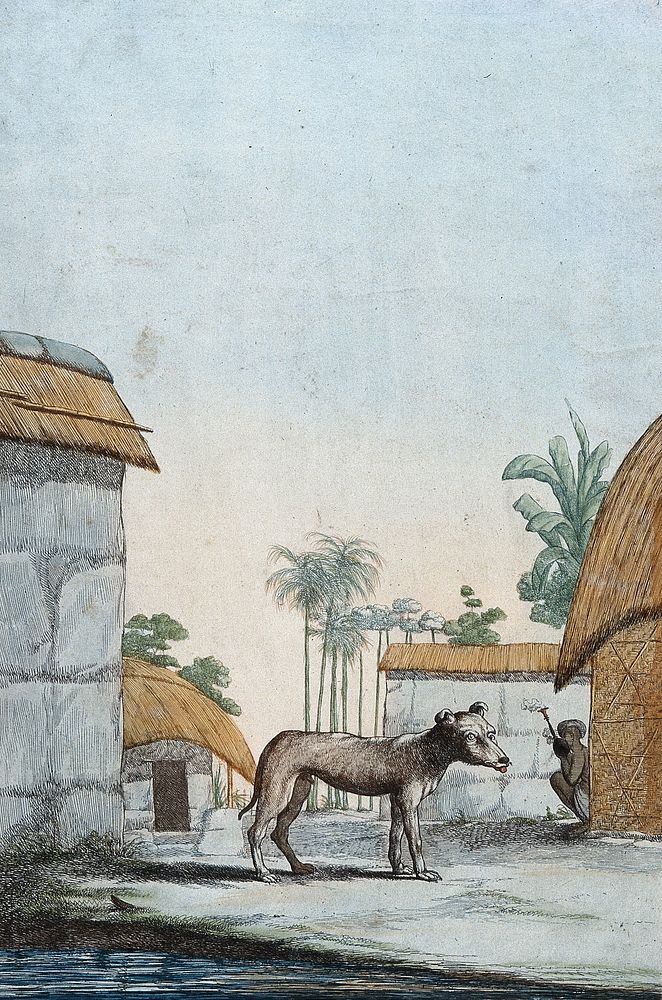 A Bengali dog standing in front of thatched huts with a man smoking a pipe in the background. Coloured etching.