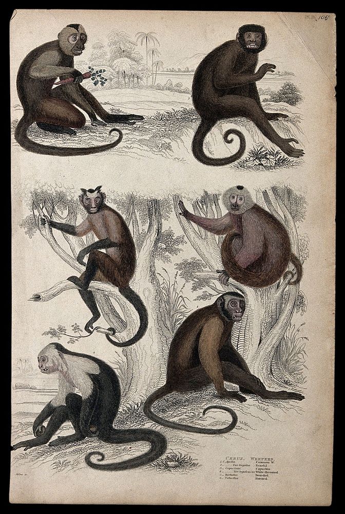 Six different specimen of monkeys (weepers). Coloured etching by S. Milne.