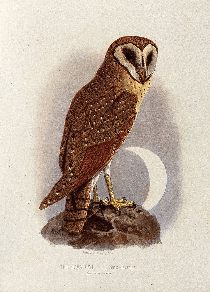 A Java owl (Strix javanica). Colour lithograph, ca. 1875.
