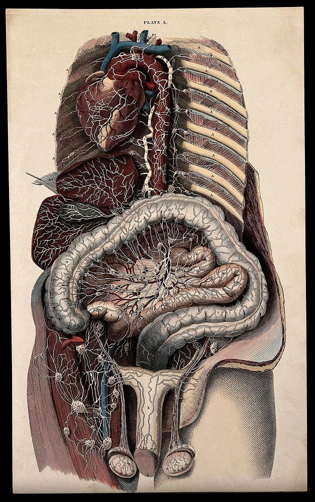Dissection of the male thorax and abdomen, showing the internal organs, including the heart, liver, intestines and…