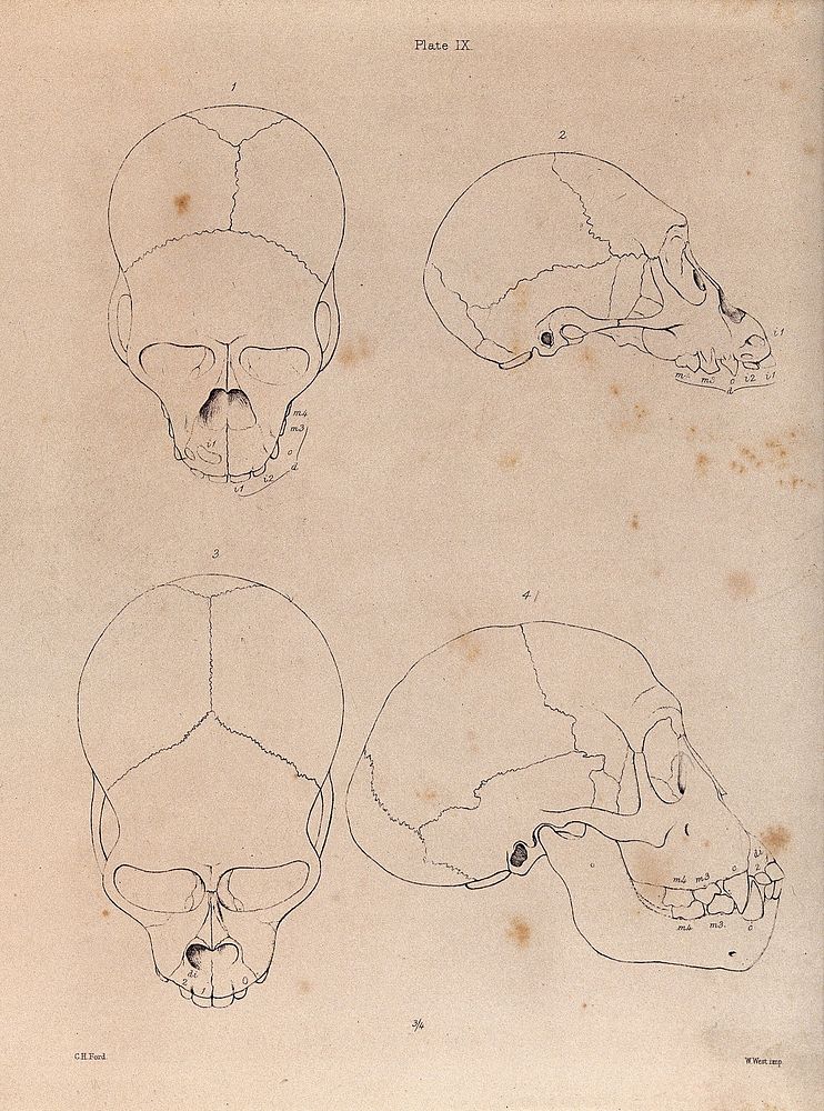 Two higher primate skulls compared. Lithograph by G H Ford.