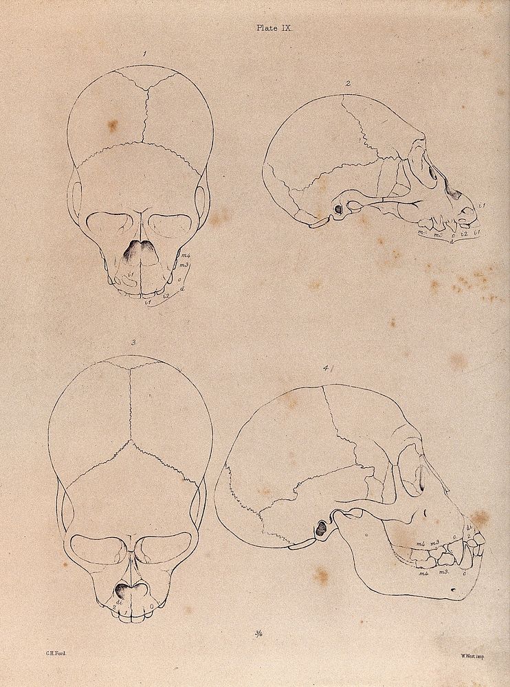 Two higher primate skulls compared. | Free Photo Illustration - rawpixel