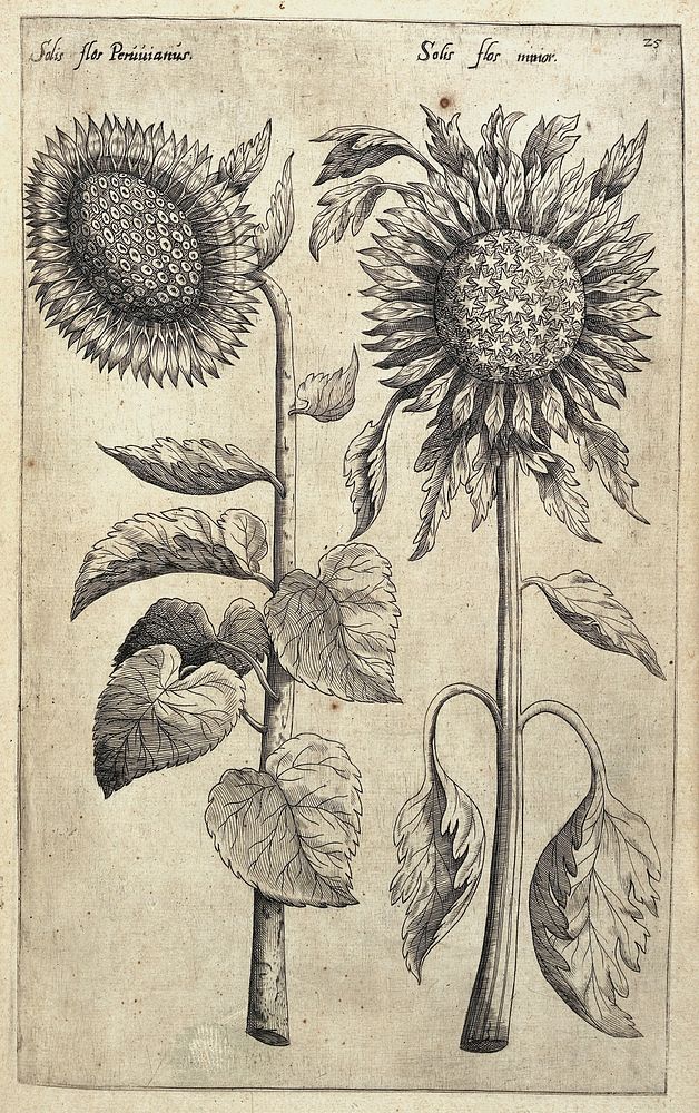 Florilegium Emanvelis Sweerti ... tractans de variis floribus, et aliis indicis plantis ad vivum delineatvm in dvabvs…