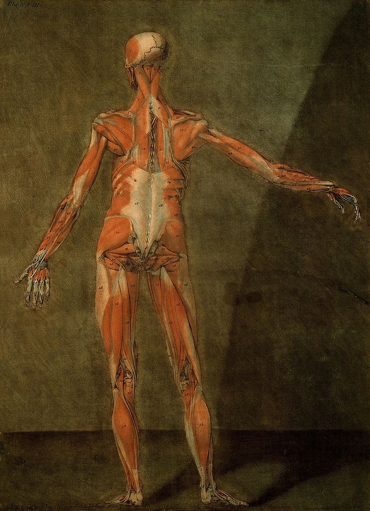 The muscles of the human body, second layer, seen from the back. Colour mezzotint by A. E. Gautier d'Agoty after himself…