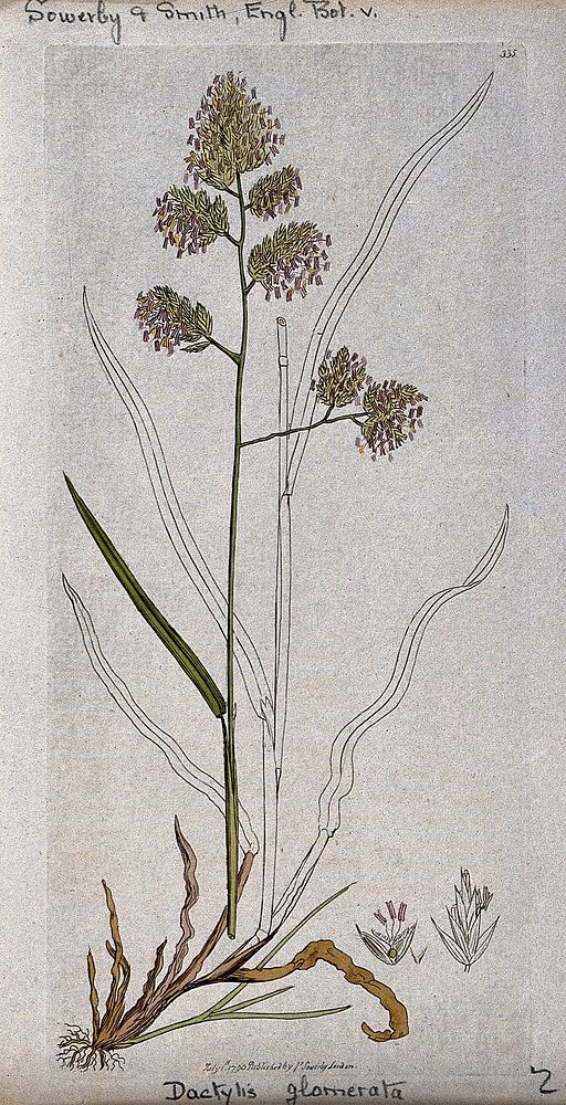 Cock's-foot grass (Dactylis glomerata): flowering stem, leaves, roots and floral segments. Coloured engraving after J.…