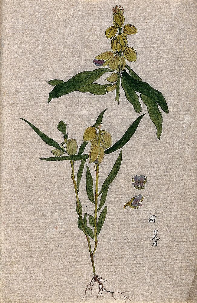 A plant of the Leguminosae family: two flowering stems with separate flowers. Watercolour.