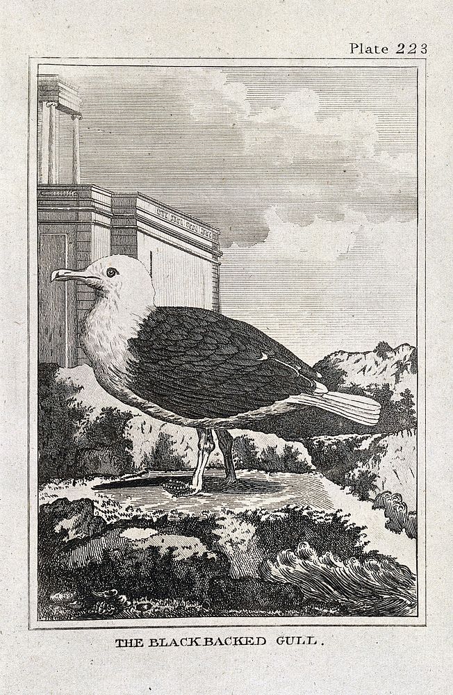 A black-backed gull. Etching with engraving.