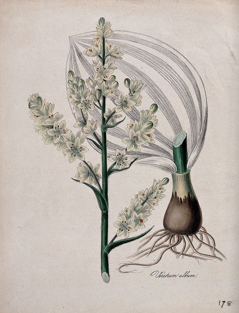 White hellebore (Veratrum album): flowering stem, bulb and leaf. Coloured lithograph after M. A. Burnett, c. 1847.