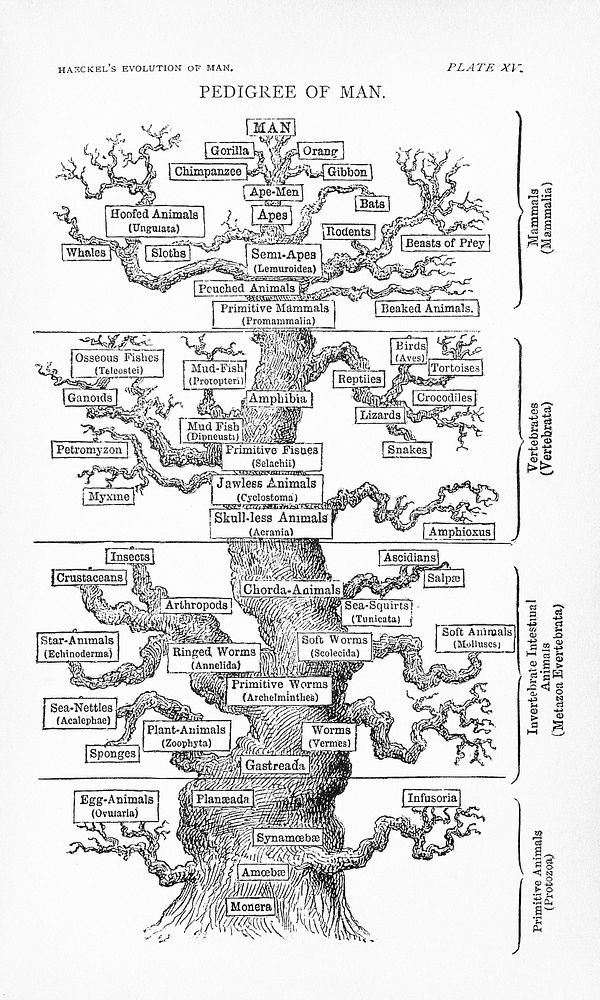 Haeckel, Ernst The Evolution of Man, 1887